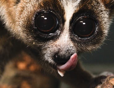 SLOWLORIS: HTTP DOS(Denial Of Service)attack and prevention